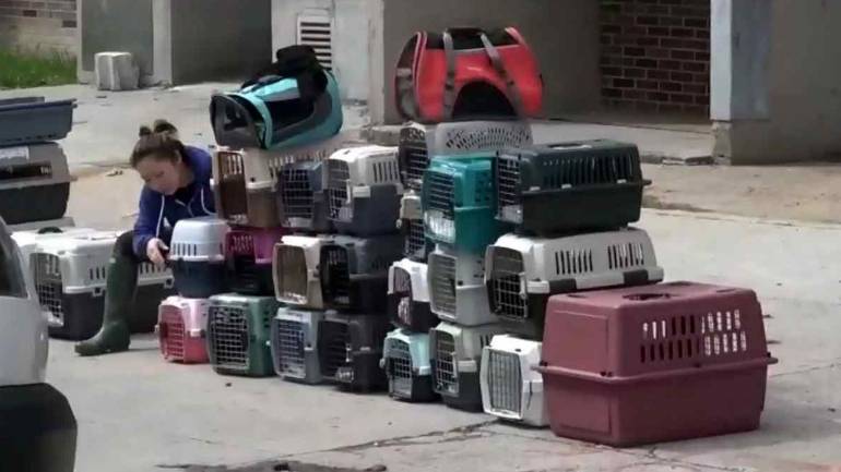 300 котів проживало із канадцем в одній квартирі
