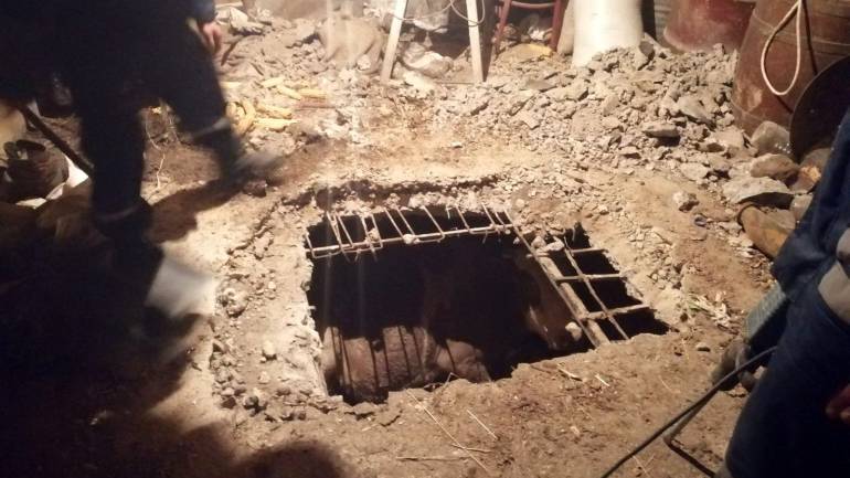 Корова впала у погріб одного з домоволодінь на Вінниччині