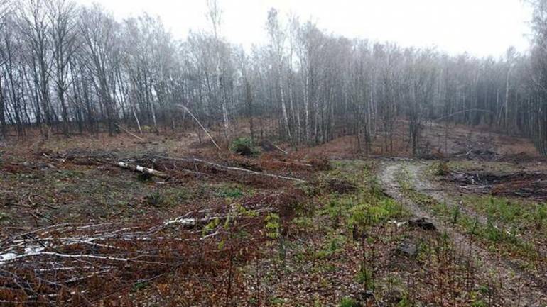 На Вінниччині оштрафували підприємство через порушення порядку догляду за лісом